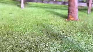 Hot Ladies Blows Dick Outdoors