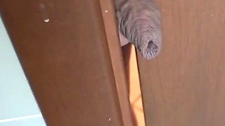 BDSM girl slap his balls