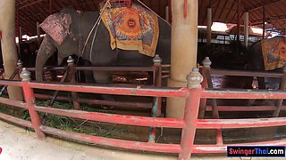 Feeding elephants and sex at home after