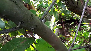 Sucking Black Cock in the Bushes