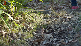 BELLA HIDES in a SYDNEY PARK again & MASTURBATES till she's a WET MESS! - MyLoveBunny xx