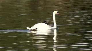 Double big cock for a blonde milf....