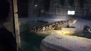 Visit The Aquarium With Before Heading Home For A Bath And Some Masturbation With Jessica Rex And Atk Girlfriends