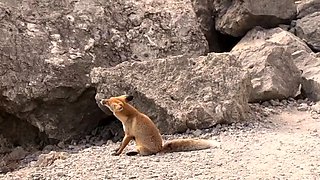 NaughtyLada - Hike Rocks and Fox