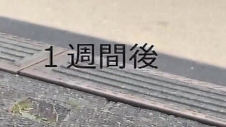 Ruri - on the Verge of Being Fired He Offers His Stepdaughter to His Boss! an Innocent Virgin with Huge Tits