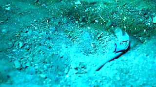 Tiny Indian MILF Naomi Shah swallows a stiff cock