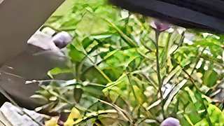 Smoking Hot Featuring Lily S