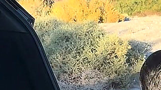 Outside Wildlife Fuck in Car Trunk