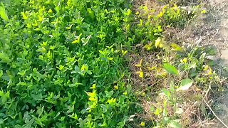 Abida Parveen Gets Fucked Hard in Khet, Then Stopped When Someone Comes
