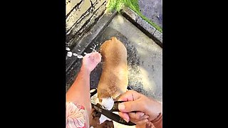 Mature British MILF gets naughty outdoors at Paiko Fishpond in East Oahu, Hawaii