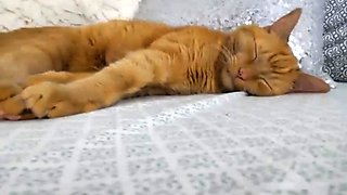 Webcam 546 Free Big Boobs Porn Video Livecam