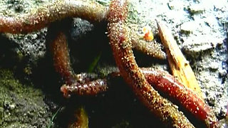 Blonde Babe Deepthroats Throbbing Cock and Fingers Dripping Pussy