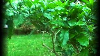 Hardcore pornstar movie big boobs ebony girl fucked hard