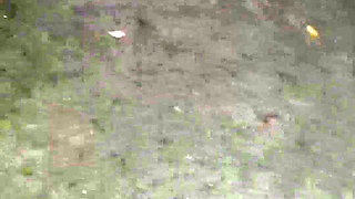 Backyard Piss
