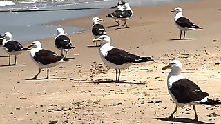 We Travel to the Beach of San Luis