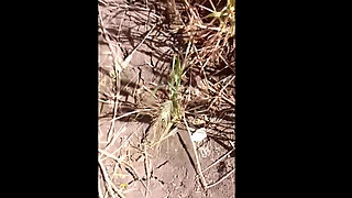 Gehun katati Hui khet mein apni chut mein ungaliyan dalkar Pani nikal rahi hai devar chupke se dekh raha hai